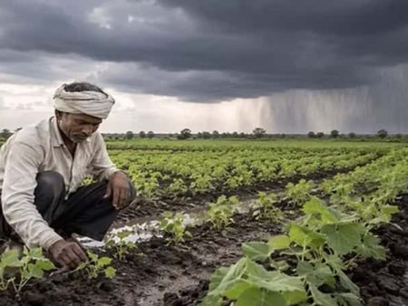 विदर्भात मान्सून पुन्हा सक्रिय 