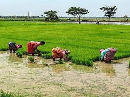 रायगड जिल्ह्यात भात शेती संकटात