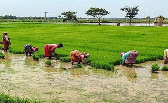 रायगड जिल्ह्यात भात शेती संकटात