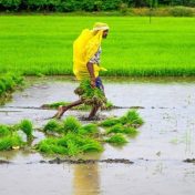 कराड परिसरात भात लावणीला गती