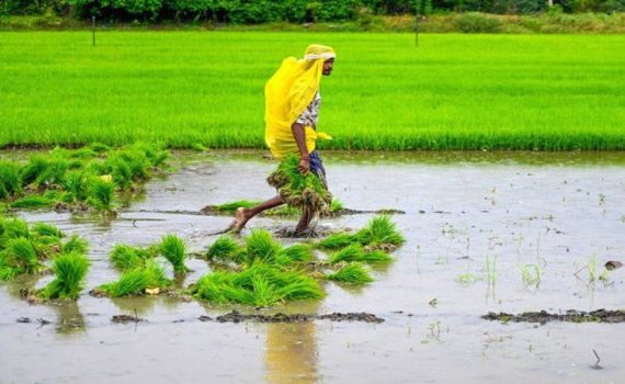 कराड परिसरात भात लावणीला गती