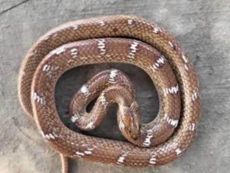 पुण्यात आढळला सर्वात लांब कवड्या साप