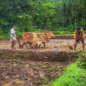 मुदतवाढीनंतर पीकविमा नोंदणीत वाढ
