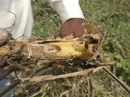 भुईमुगावर हुमणी किडीचा प्रादुर्भाव