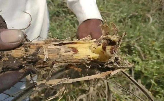 भुईमुगावर हुमणी किडीचा प्रादुर्भाव