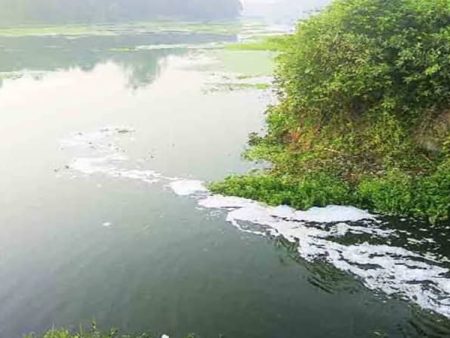 उल्हास नदीतील माशांच्या पोटात मायक्रोप्लॅस्टिक