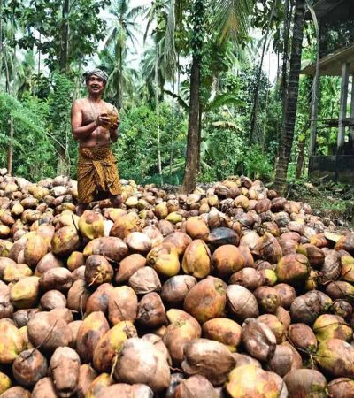 नारळ निर्यातीत वाढ
