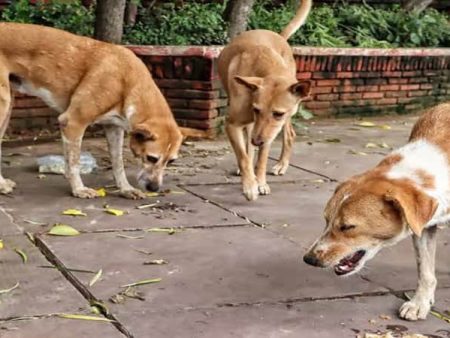 उघड्यावर मोकाट श्वानांना अन्न देण्यास बंदी