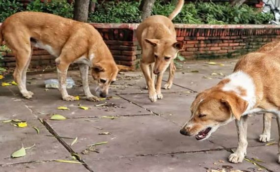 उघड्यावर मोकाट श्वानांना अन्न देण्यास बंदी