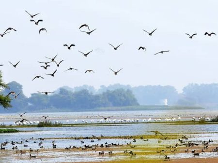 नांदूर मध्यमेश्वरमध्ये पक्षी अभ्यास केंद्र