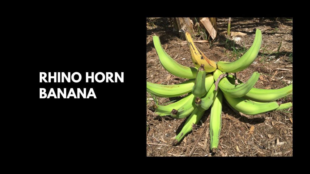 Rhino-Horn-Banana