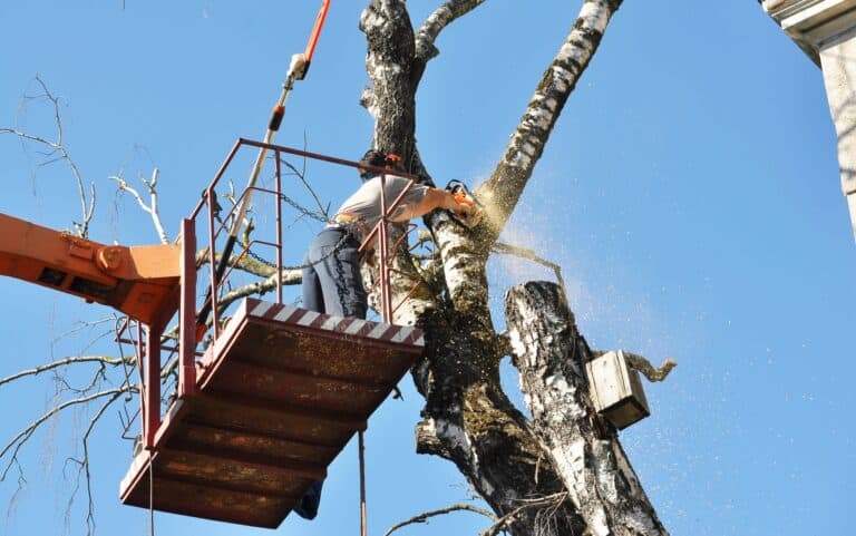Tree trimmer uses chainsaw to cut an old tall tree