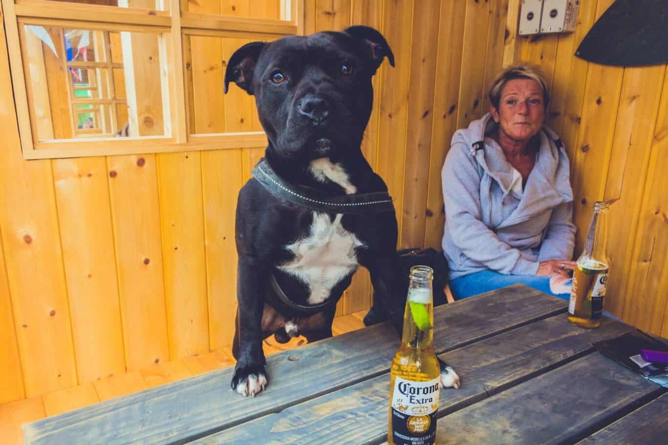 Dog and guest at St Christopher’s Newquay hostel bar.