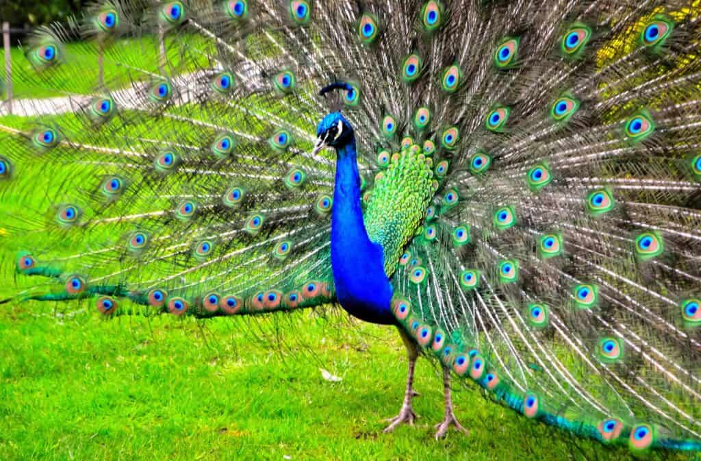 Peacock with colorful, eye-catching tail feathers fully fanned out in a lush green setting.
