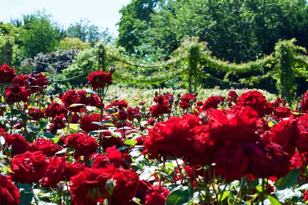 Red roses in a lush garden at St Christopher’s Berlin - Mitte.