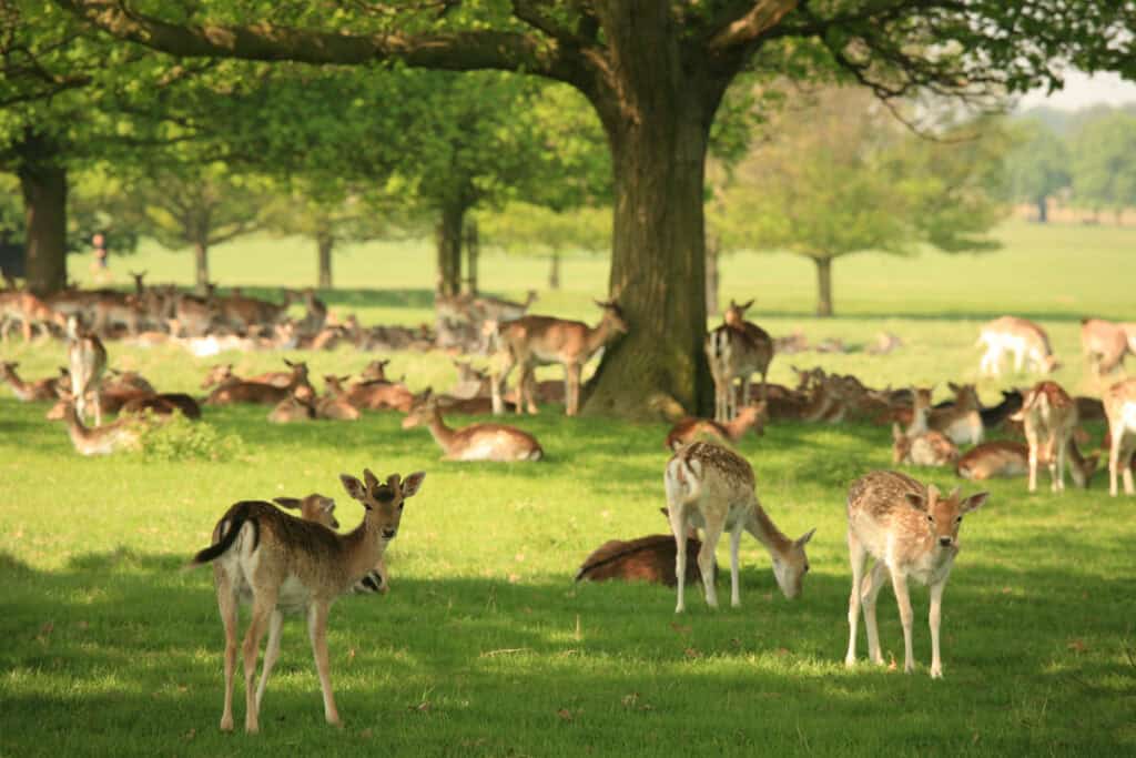 Wildlife scene with deer resting under a large tree in a lush green park.