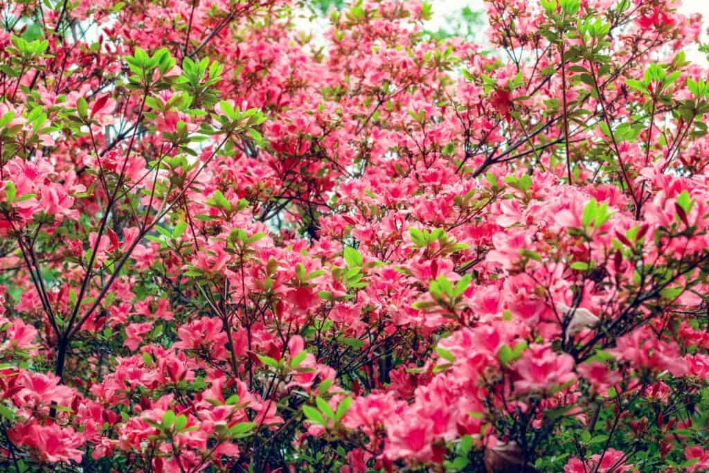Vibrant pink spring blossoms in Berlin's Mitte district near St Christopher’s Hostel.