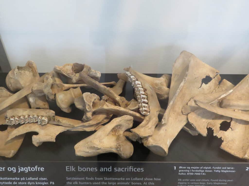 Ancient elk bones and sacrifices exhibit showcasing historical hunting and ritual practices.
