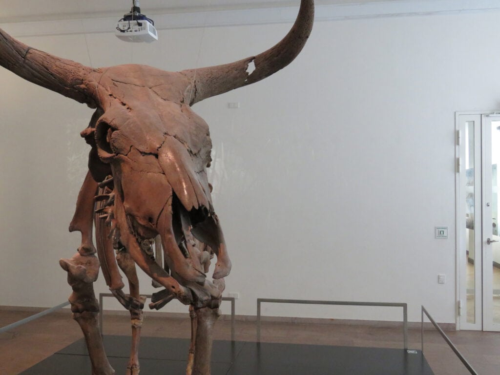 Large animal skull display at St Christopher’s Berlin Mitte Hostel.