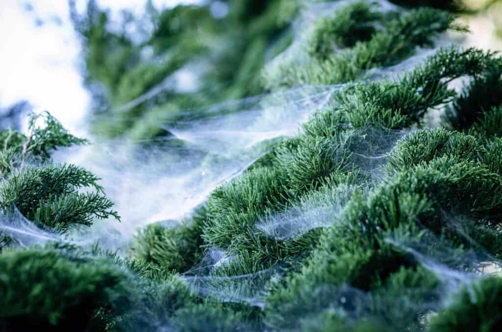 Christmas tree branches covered in spider webs, close-up.