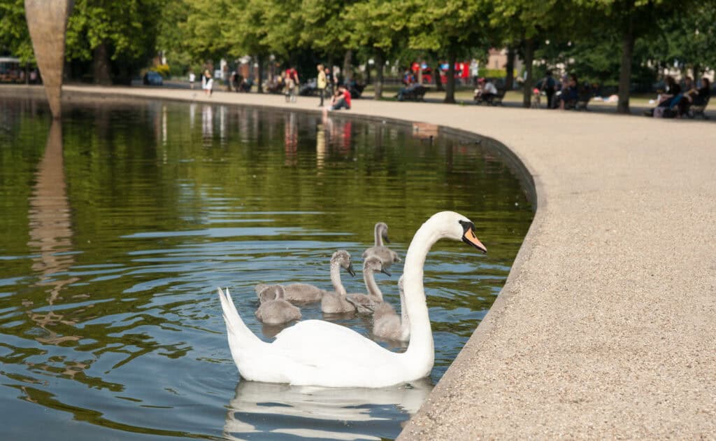 Swan with three cygnets swimming in Berlin park pond, green trees in background.