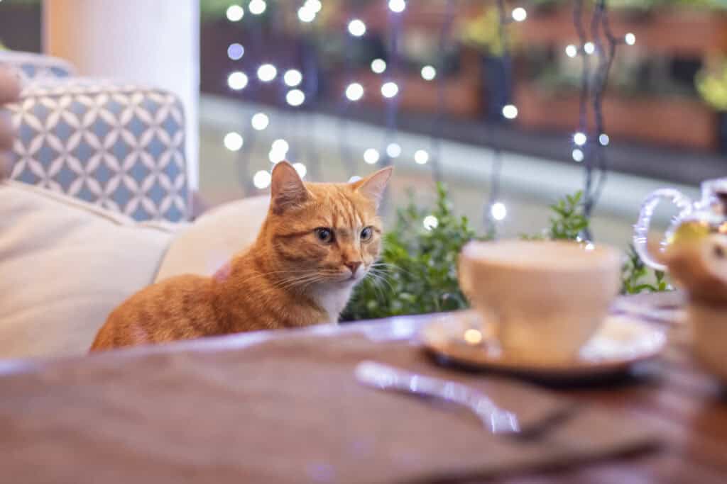 Cozy orange cat sitting at a table with a cup of coffee in Mitte Hostel Berlin, warm and inviting at.