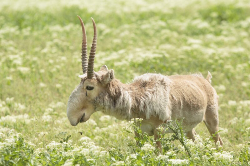 A friendly antelope grazing in a green field near Mitte Hostel, Berlin.