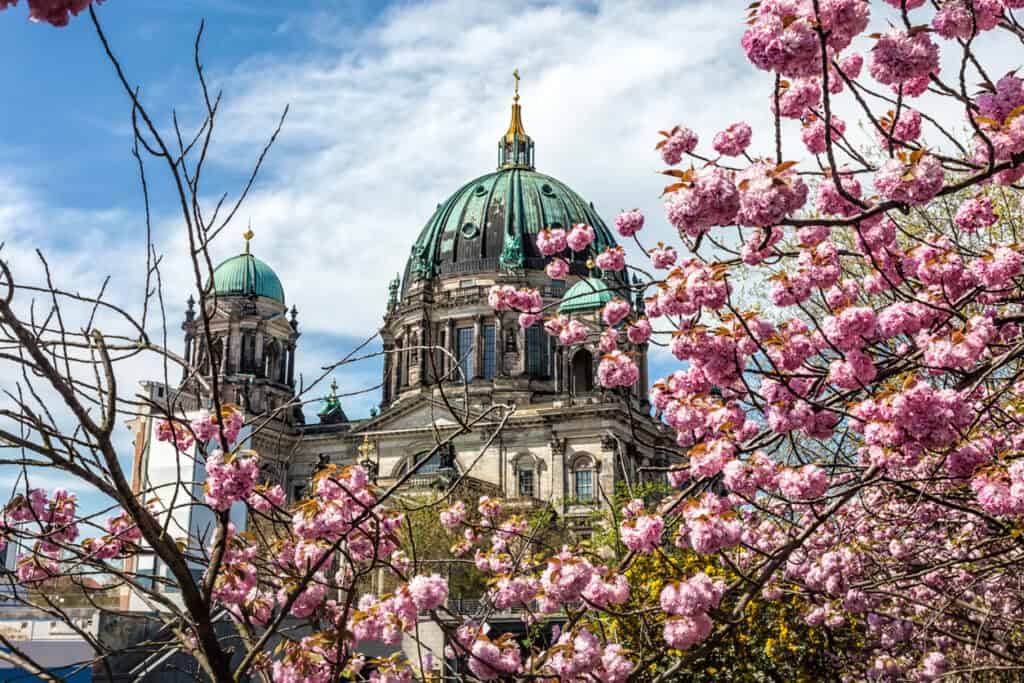 Berlin cityscape with historic cathedral and blooming cherry blossoms.
