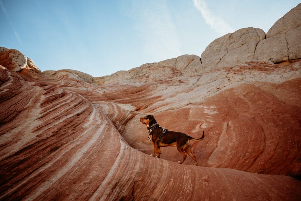 Profile of chocolate lab mix pup at Vermillion Cliffs