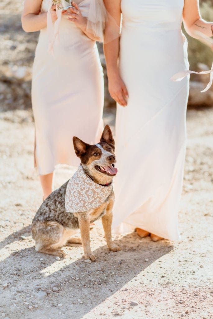 Flower girl cattle dog with her custom bandana
