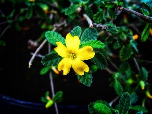 What is in my lubricant damian leaf