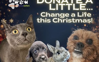 Donate a Little, Change a Life this Christmas
