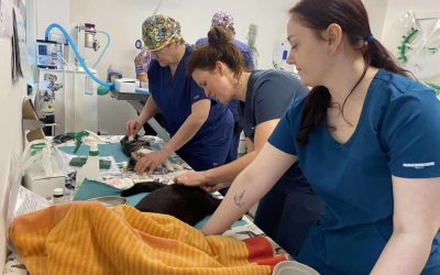 Warrington Animal Welfare neuters 53 local cats in special two-day event