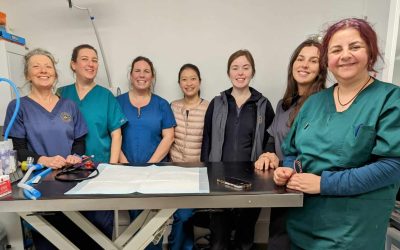 79 local cats neutered in special three-day event