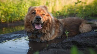 How to Clean a Dog Collar Easy Ways To Keep It Fresh How to Clean a Dog Collar Easy Ways To Keep It Fresh
