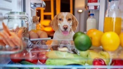 Featured Image Fruits and vegetables dogs can eat: safe options