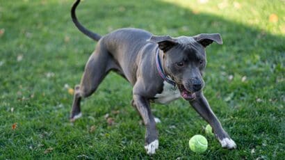 Top Easy Cheap Games to Play with Dogs Outside Top Easy & Cheap Games to Play with Dogs Outside