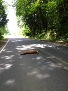 A fox lies still on a rural road surrounded by dense greenery, as if taking a moment to ponder its flow and performance in nature, with sunlight filtering through the trees and Clay Green casting dappled shadows on the pavement.