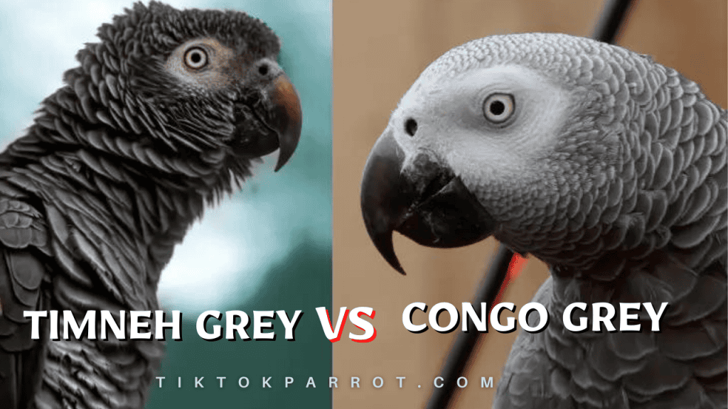 The Difference Between Timneh & Congo Parrots