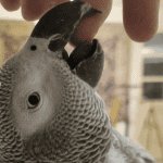 tiktokParrot African Grey