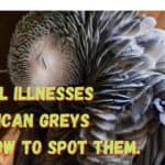 Mental Illnesses in African Greys and How to Spot Them