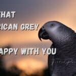 Signs that an African Grey is unhappy with you
