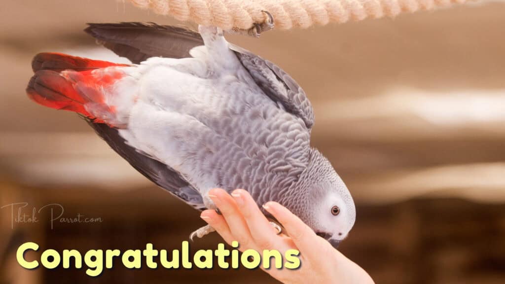 Happy African Grey Parrot