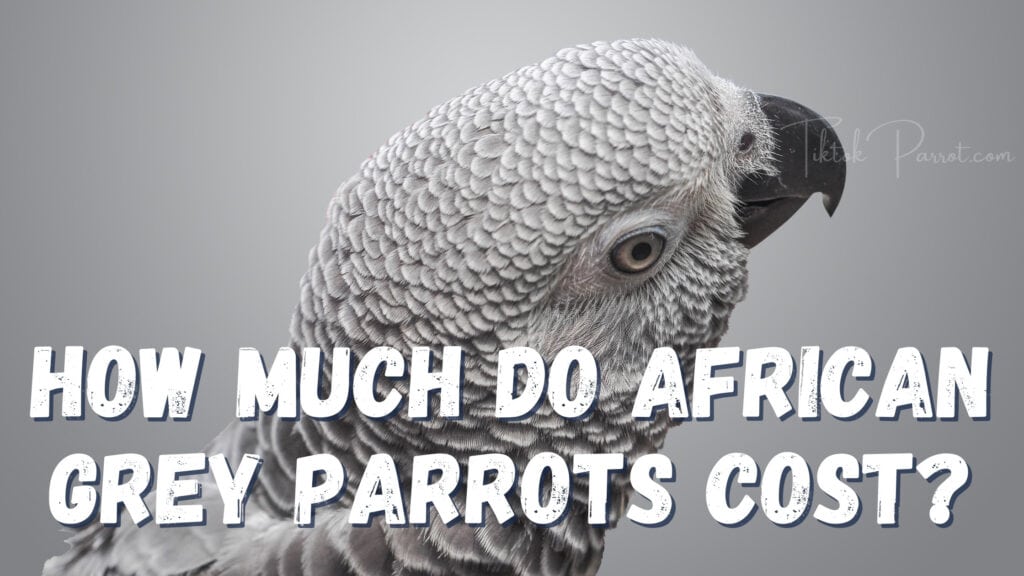 How Much Do African Grey Parrots Cost