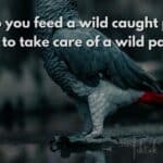 How do you feed a wild caught parrot?
