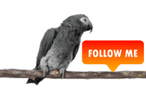 join tiktokparrot social media account