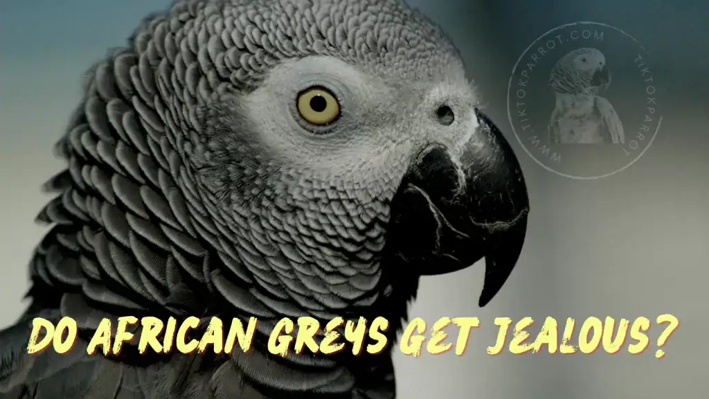 Do African Greys Get Jealous?