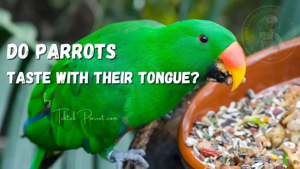 Do parrots taste with their tongue?