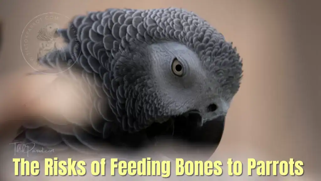The Risks of Feeding Bones to Parrots