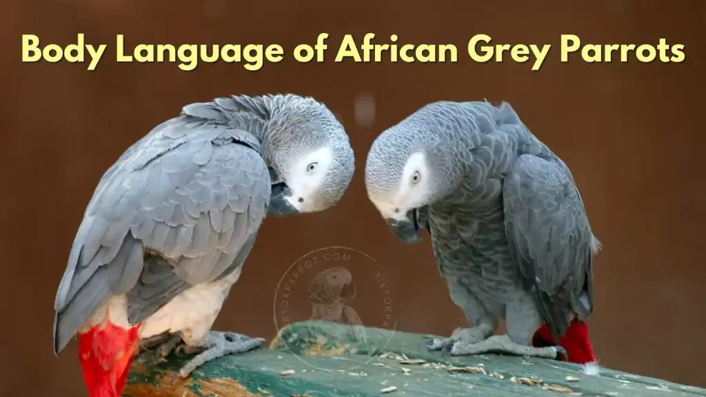 Body Language of African Grey Parrots